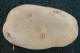 potato