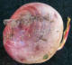 turnip