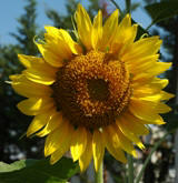 sun flower